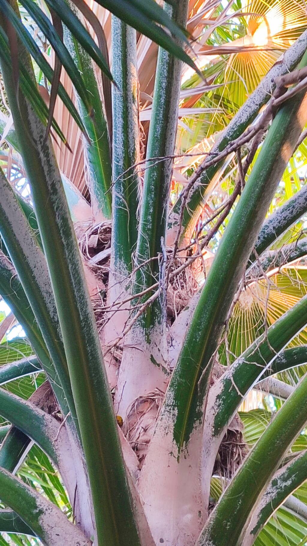 Pritchardia munroi bark