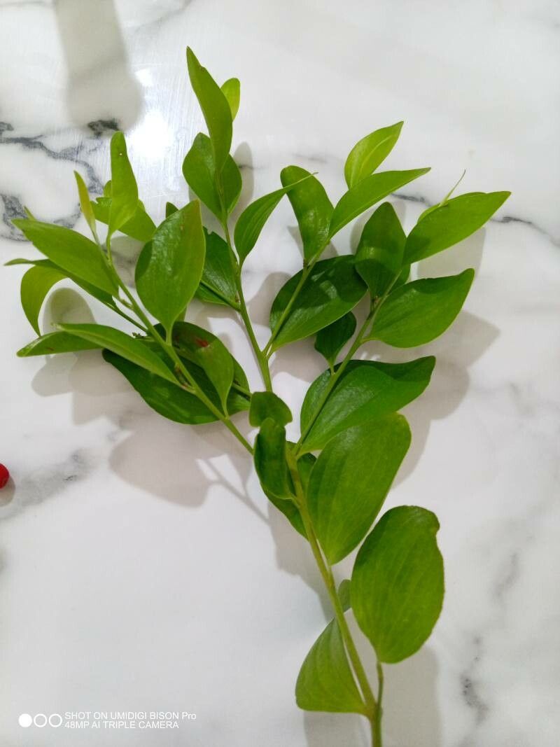 Exocarpos latifolius — related species from the same genus