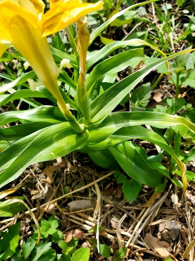 Iris palaestina — search result for 'Jordan'