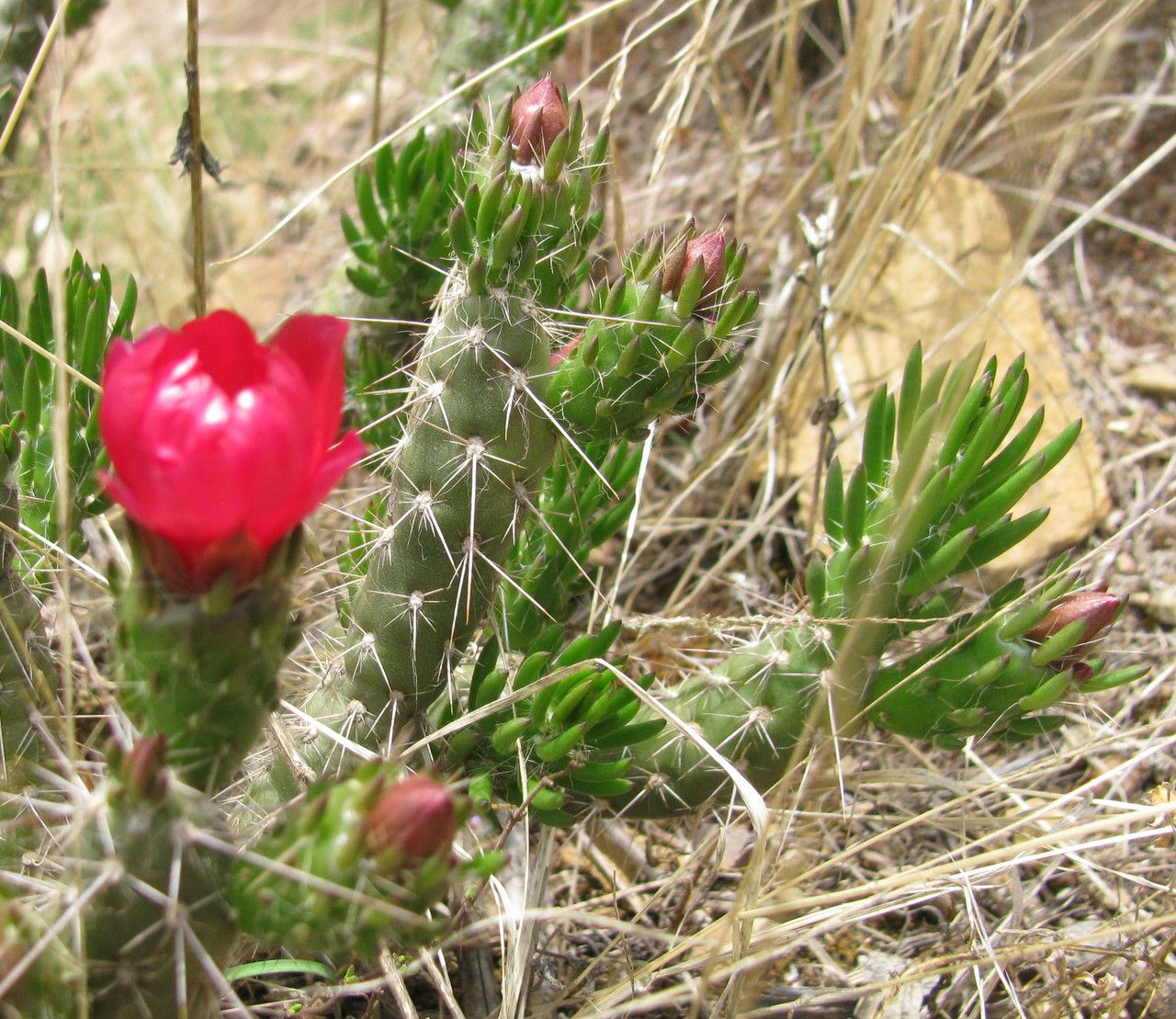 Austrocylindropuntia shaferi habit