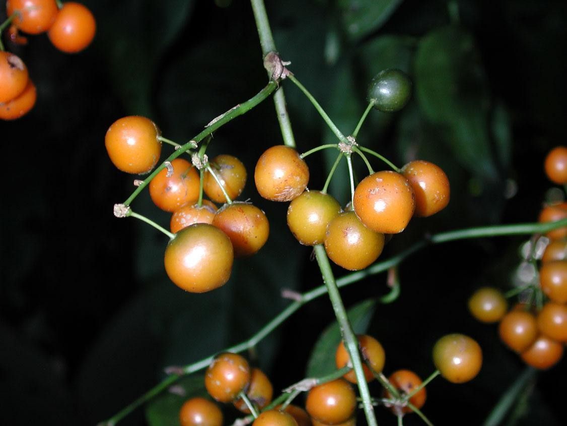 Smilax febrifuga fruit