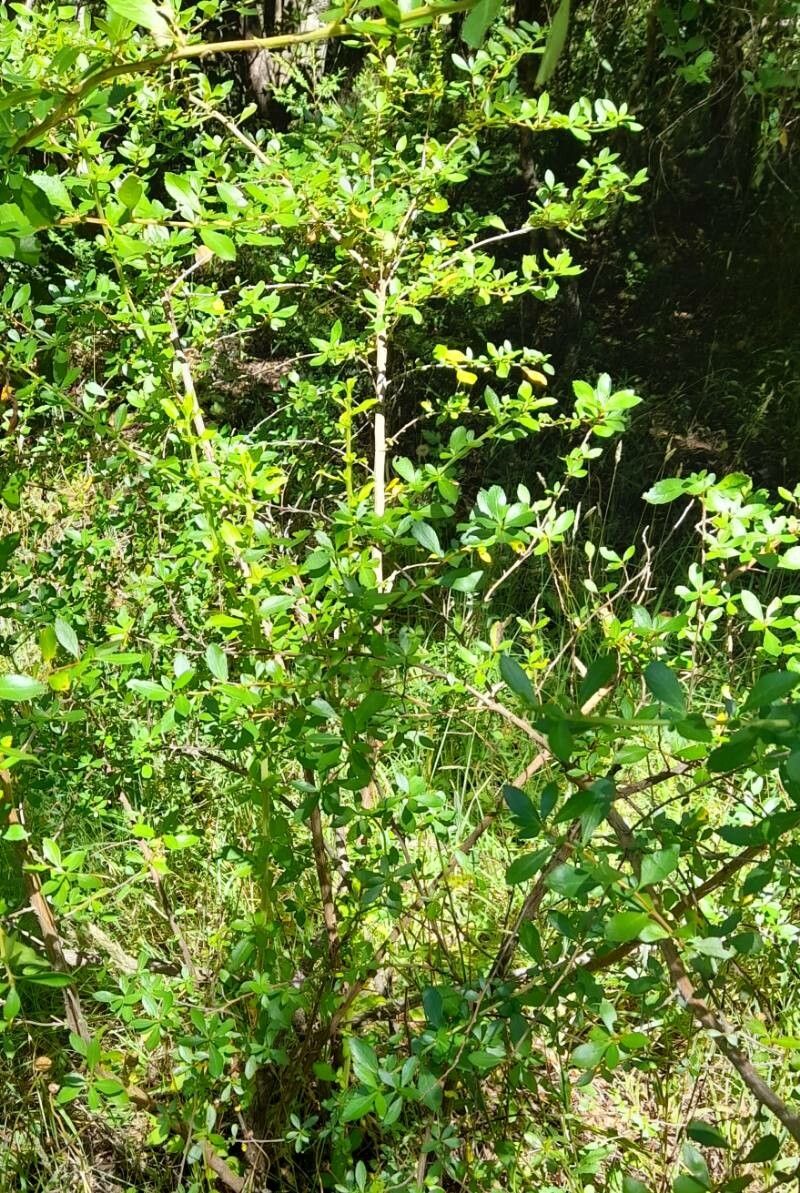 Escallonia leucantha habit