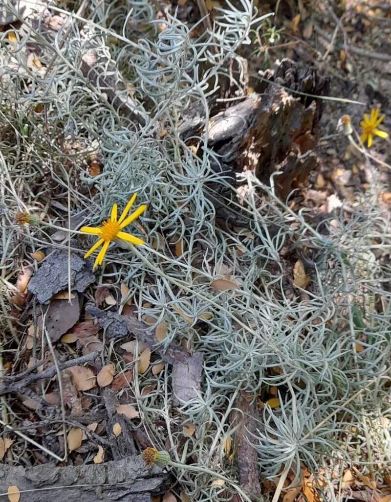 Senecio chilensis habit