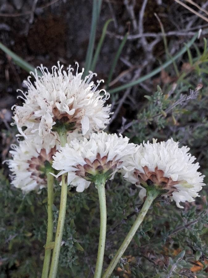Cephalaria leucantha flower