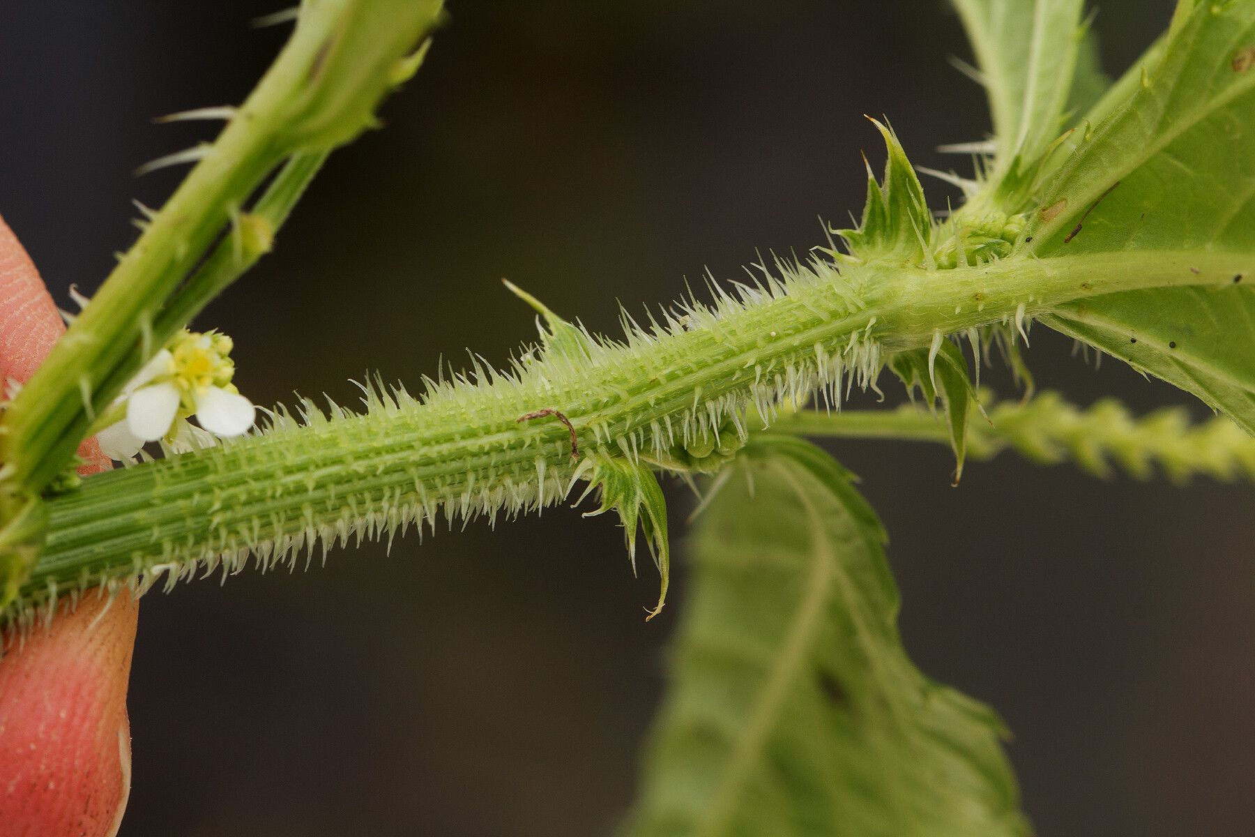 Caperonia fistulosa — related species from the same genus