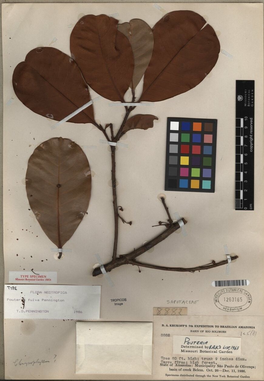 Pouteria fulva — houseplant care guide