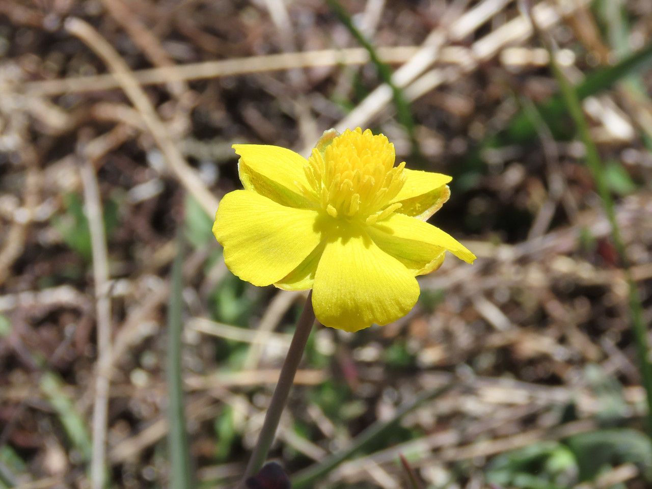 Ranunculus gramineus flower