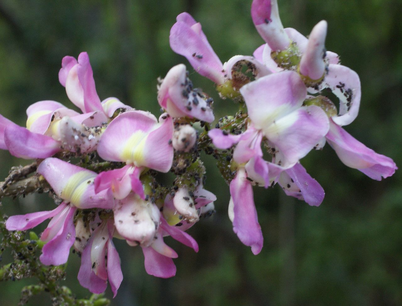 Lonchocarpus heptaphyllus flower