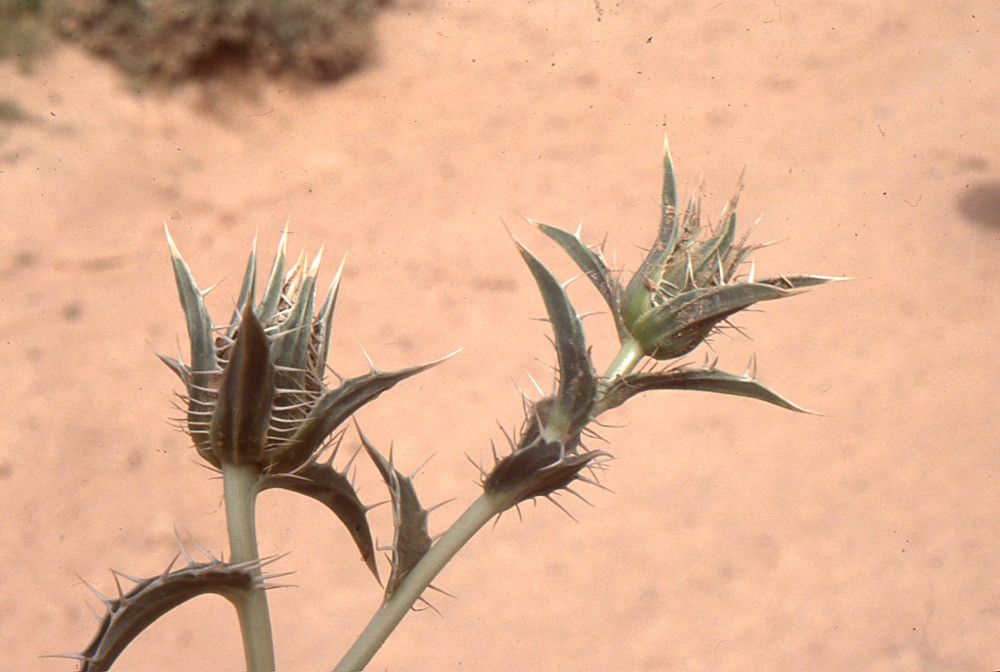 Carthamus duvauxii — search result for 'Carthamus'