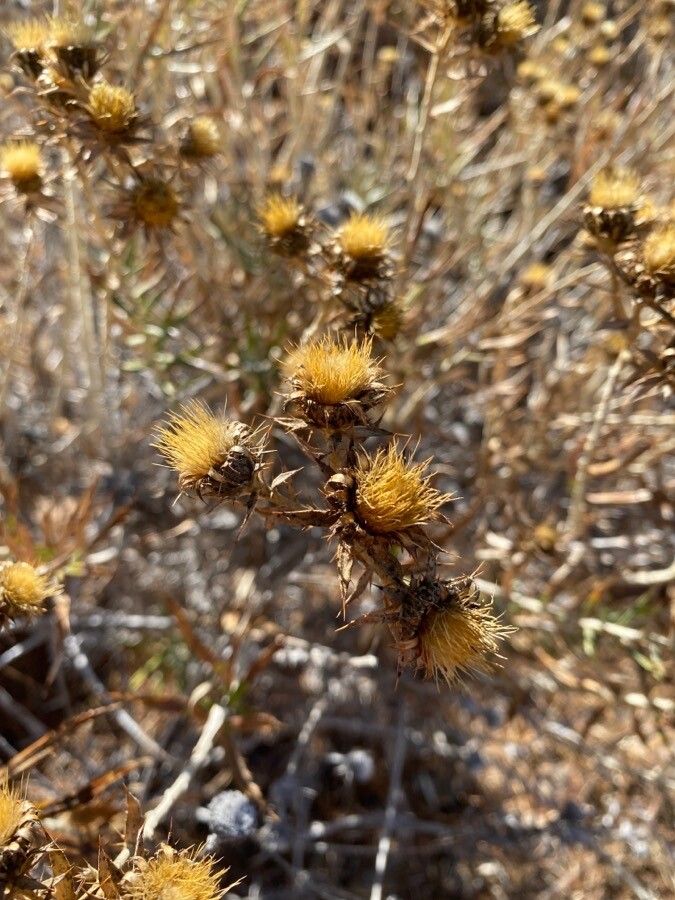 Carlina canariensis flower