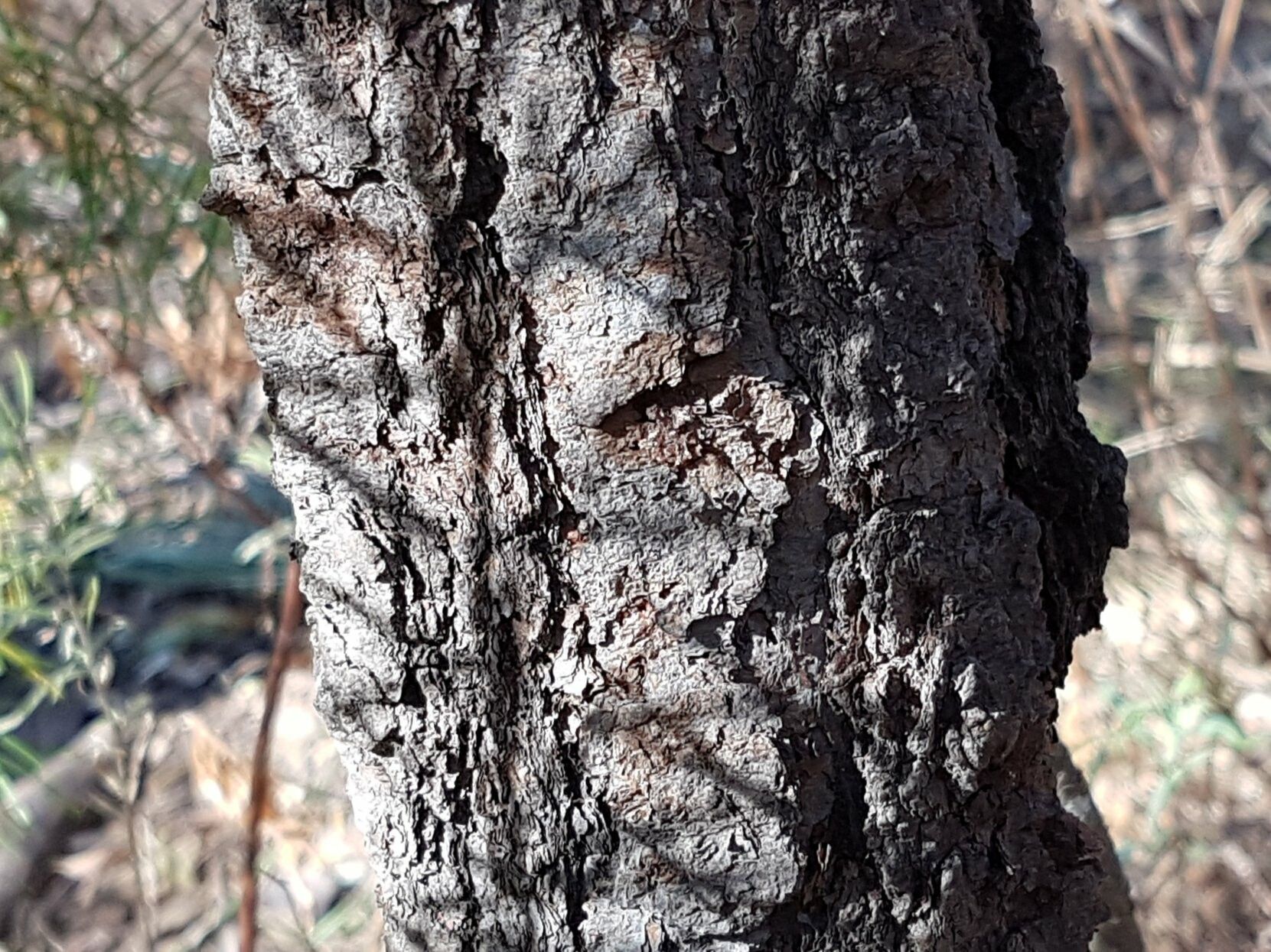 Persoonia linearis bark
