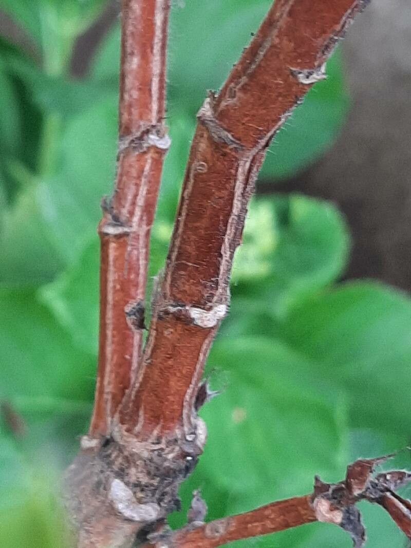 Pelargonium x hybridum bark