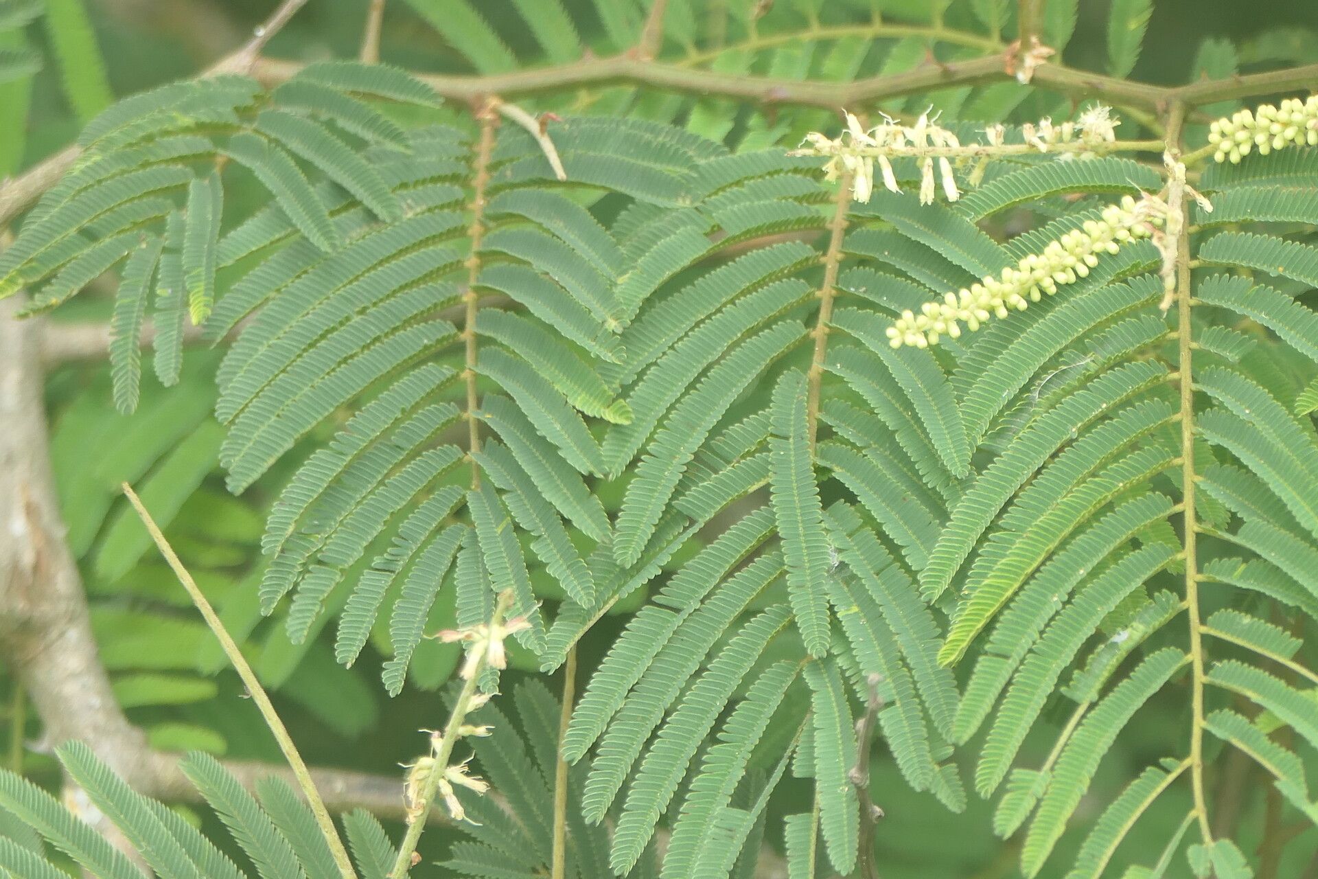 Senegalia ataxacantha leaf