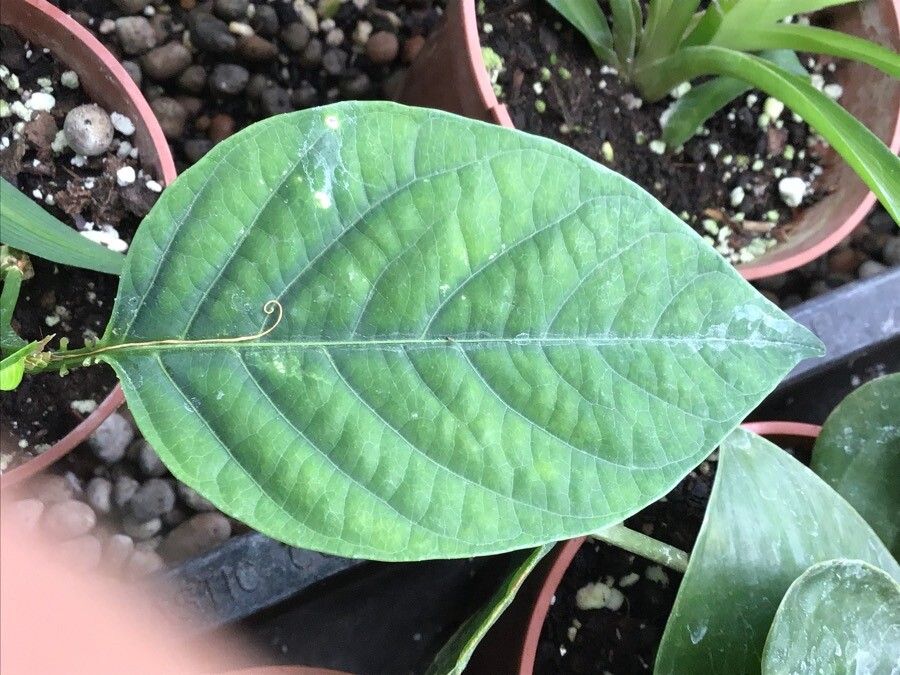 Passiflora quadrangularis — search result for 'Venezuela'