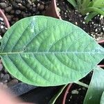 Passiflora quadrangularis