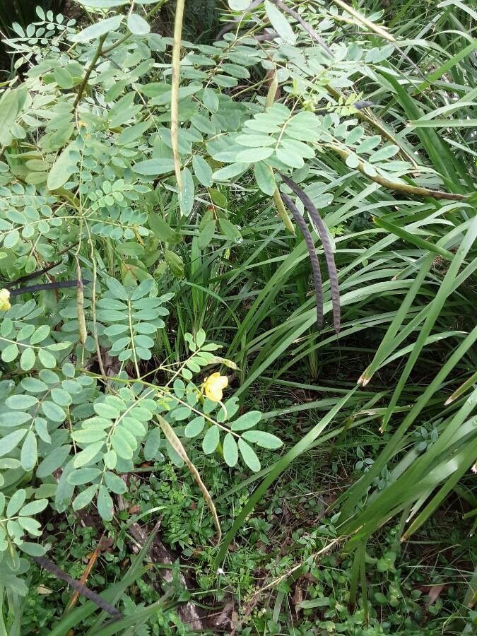 Senna acclinis fruit