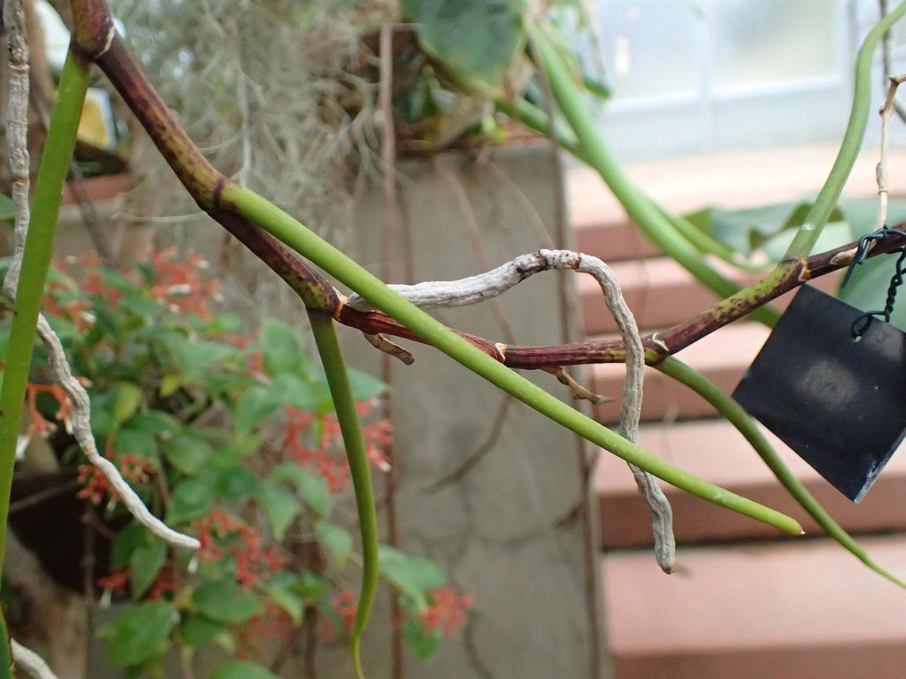 Papilionanthe vandarum bark