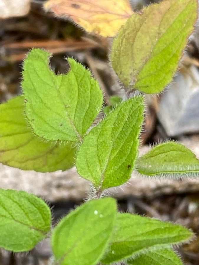 Calamintha nepeta leaf