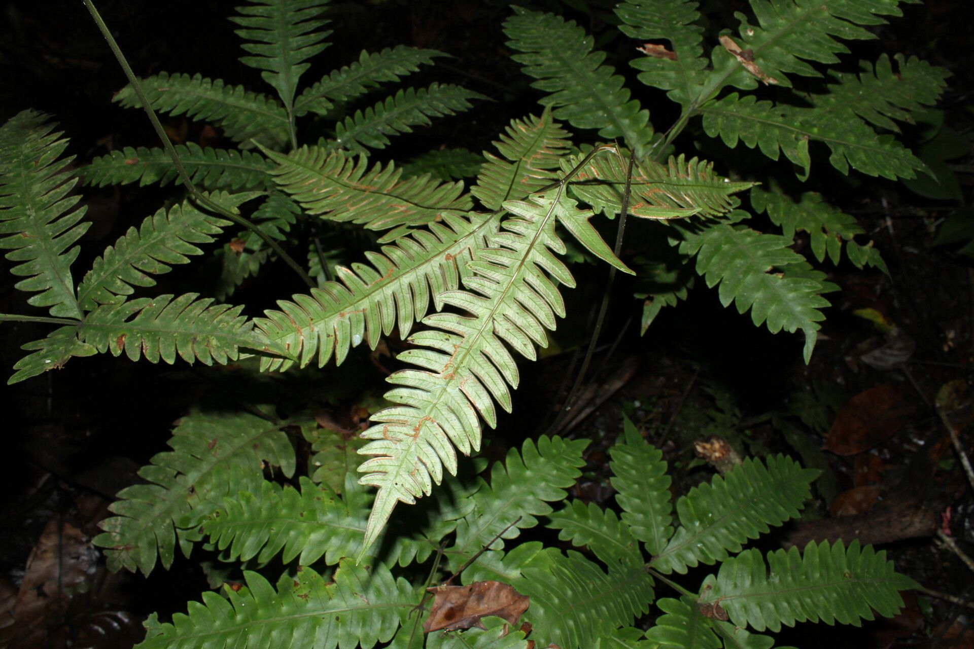 Pteris burtonii — search result for 'Pteris'