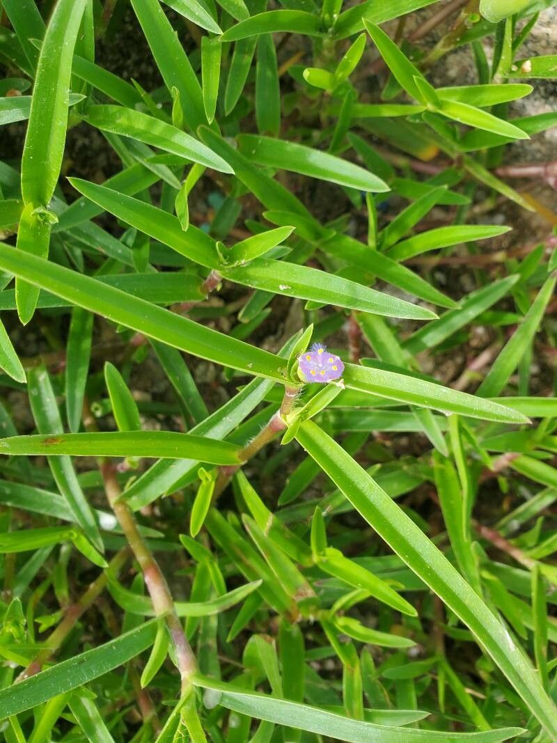 Cyanotis lanata leaf
