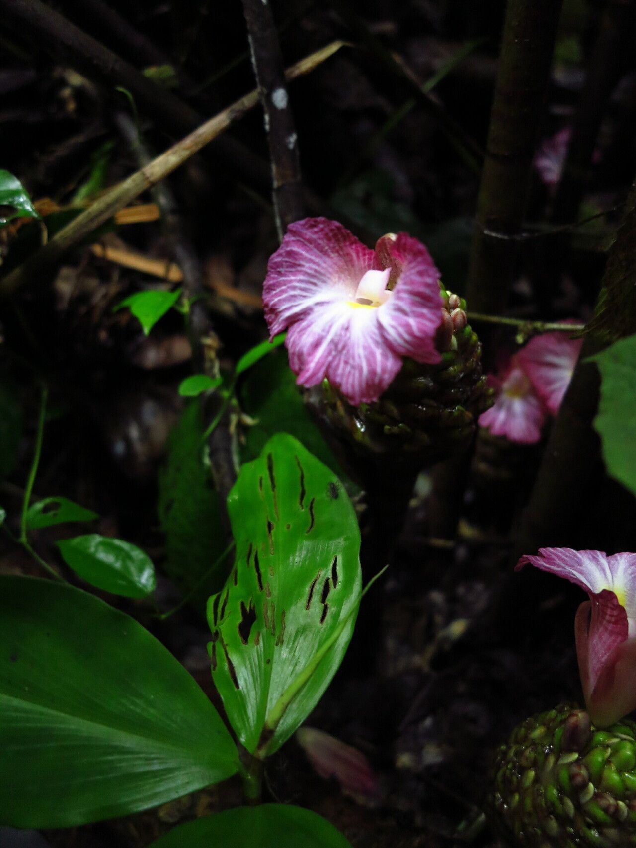 Costus maboumiensis flower