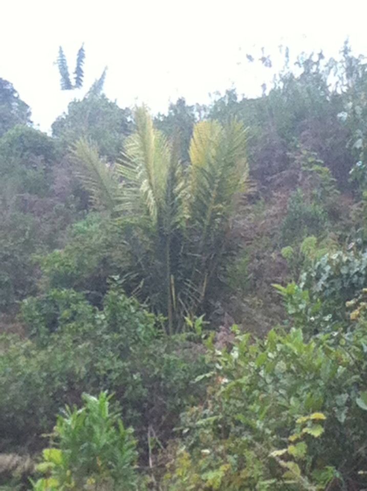 Ravenea louvelii — houseplant care guide