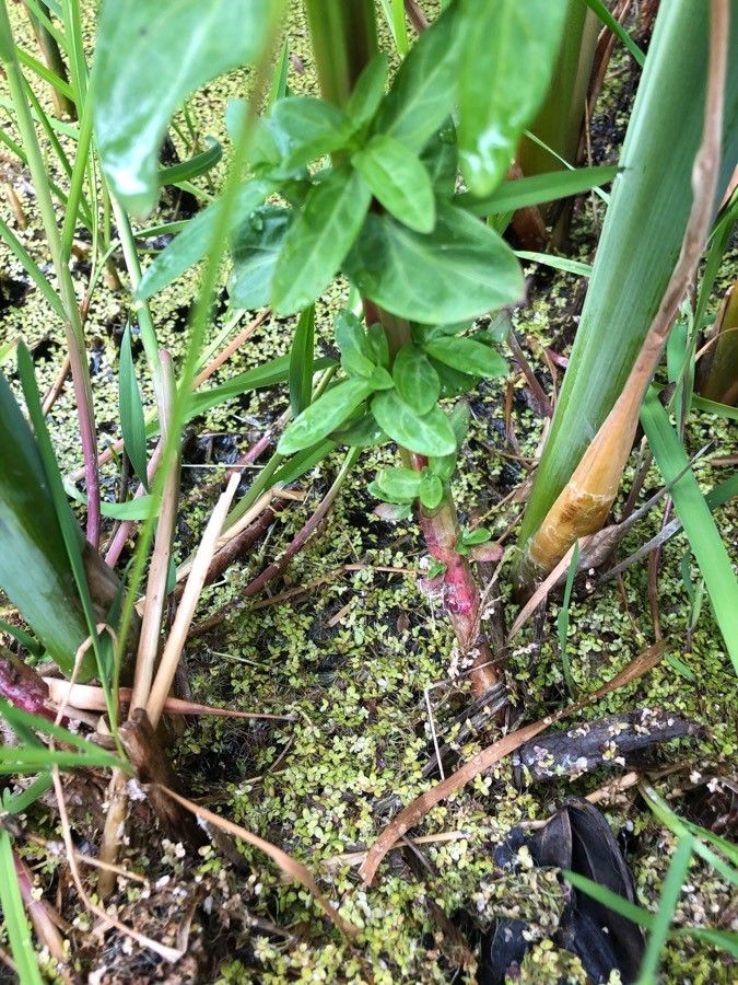 Epilobium ciliatum x Epilobium tetragonum bark