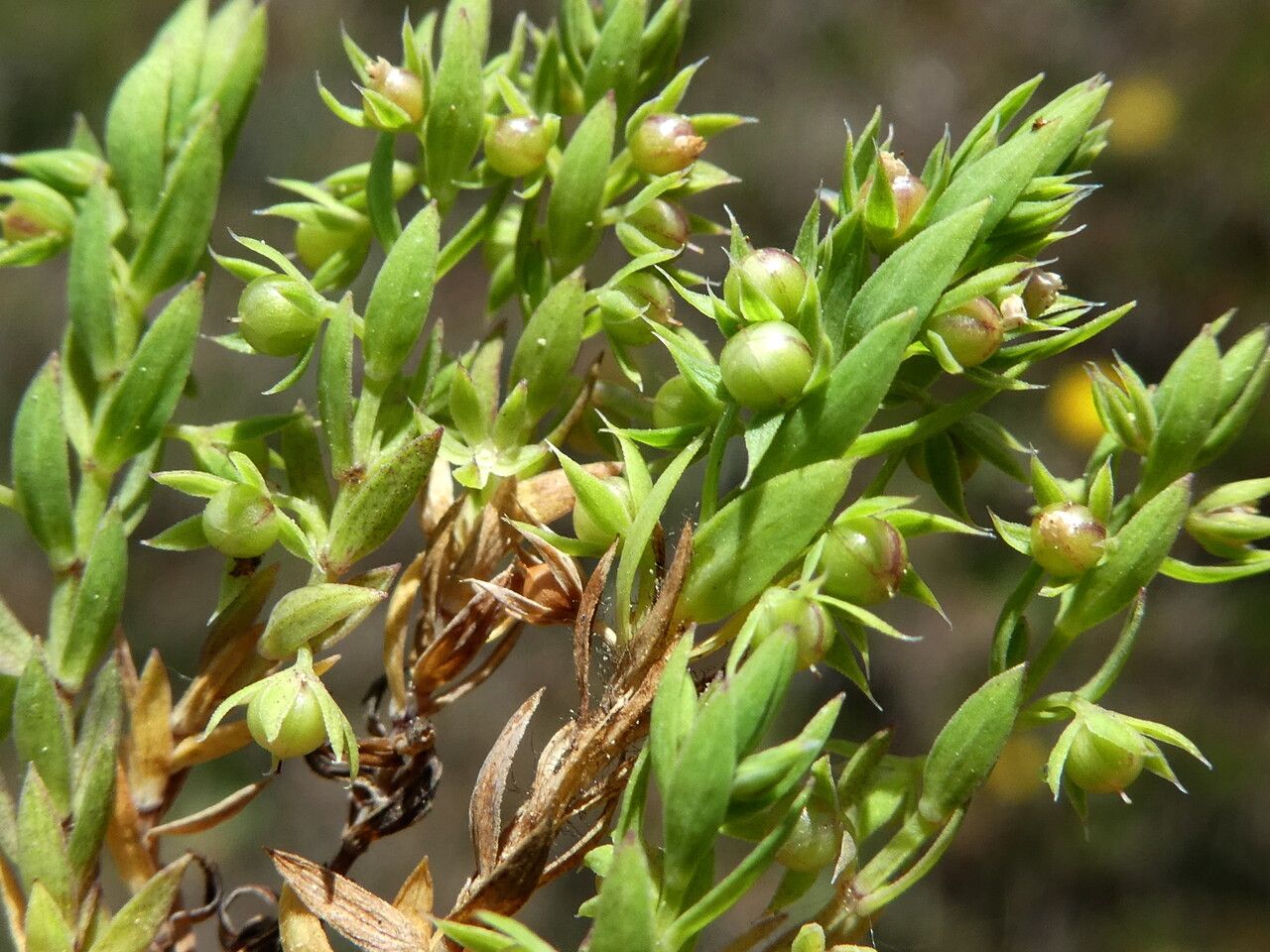 Lysimachia linum-stellatum fruit