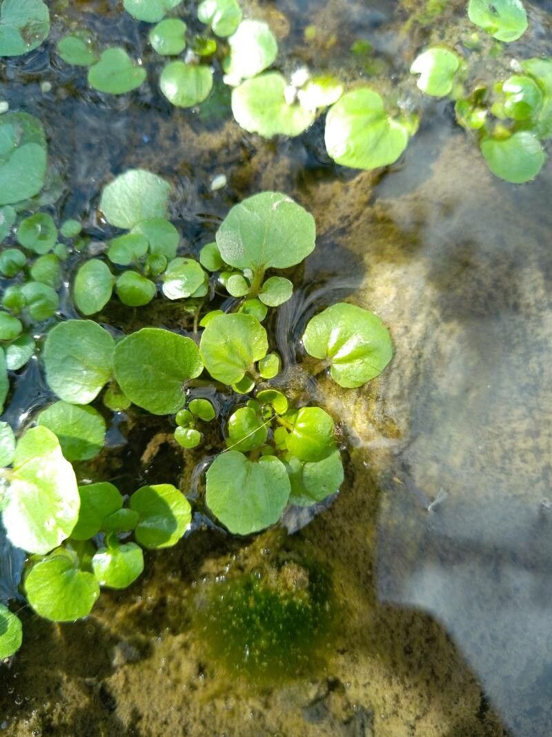 Rorippa nasturtium-aquaticum leaf