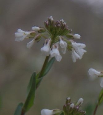 Noccaea praecox flower