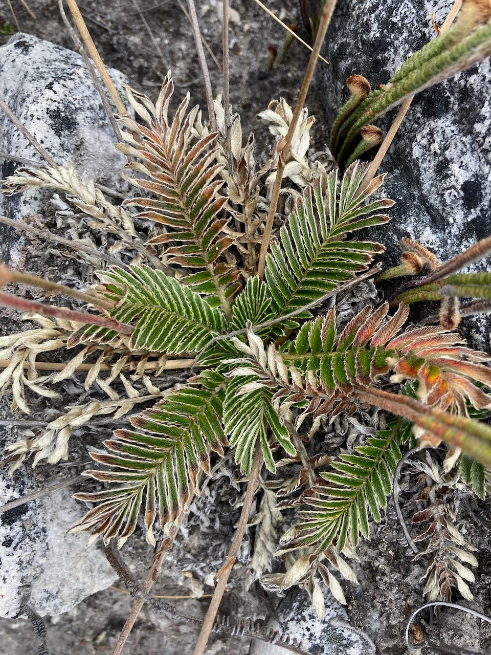 Acaena cylindristachya — houseplant care guide