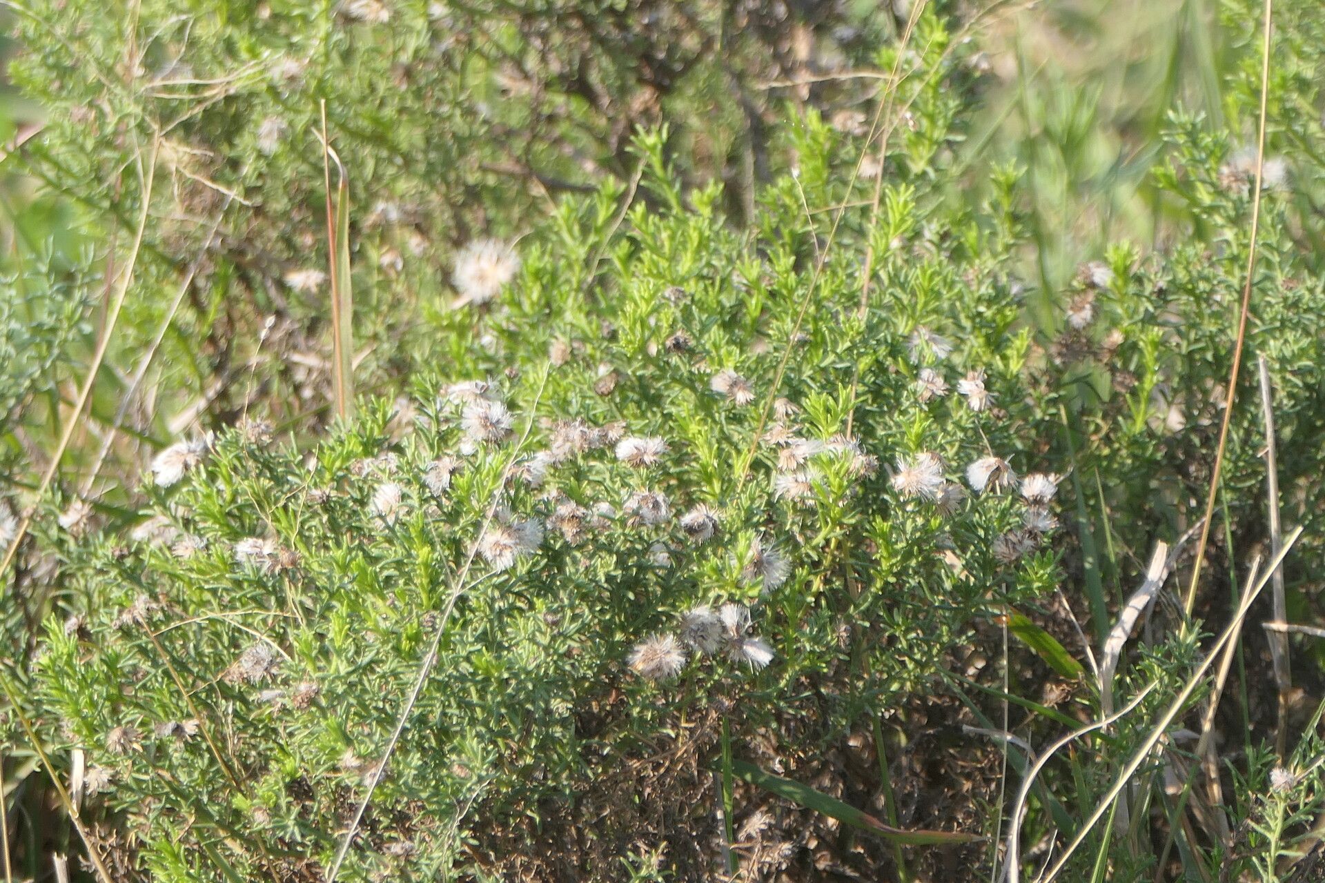 Chrysocoma ciliata habit