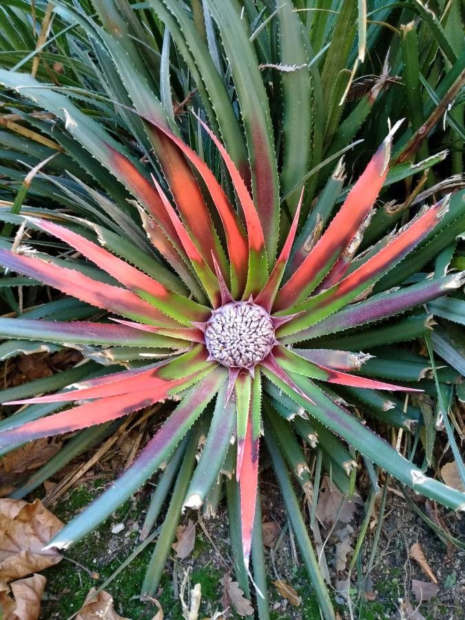 Fascicularia bicolor — search result for 'Chile'