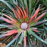 Fascicularia bicolor