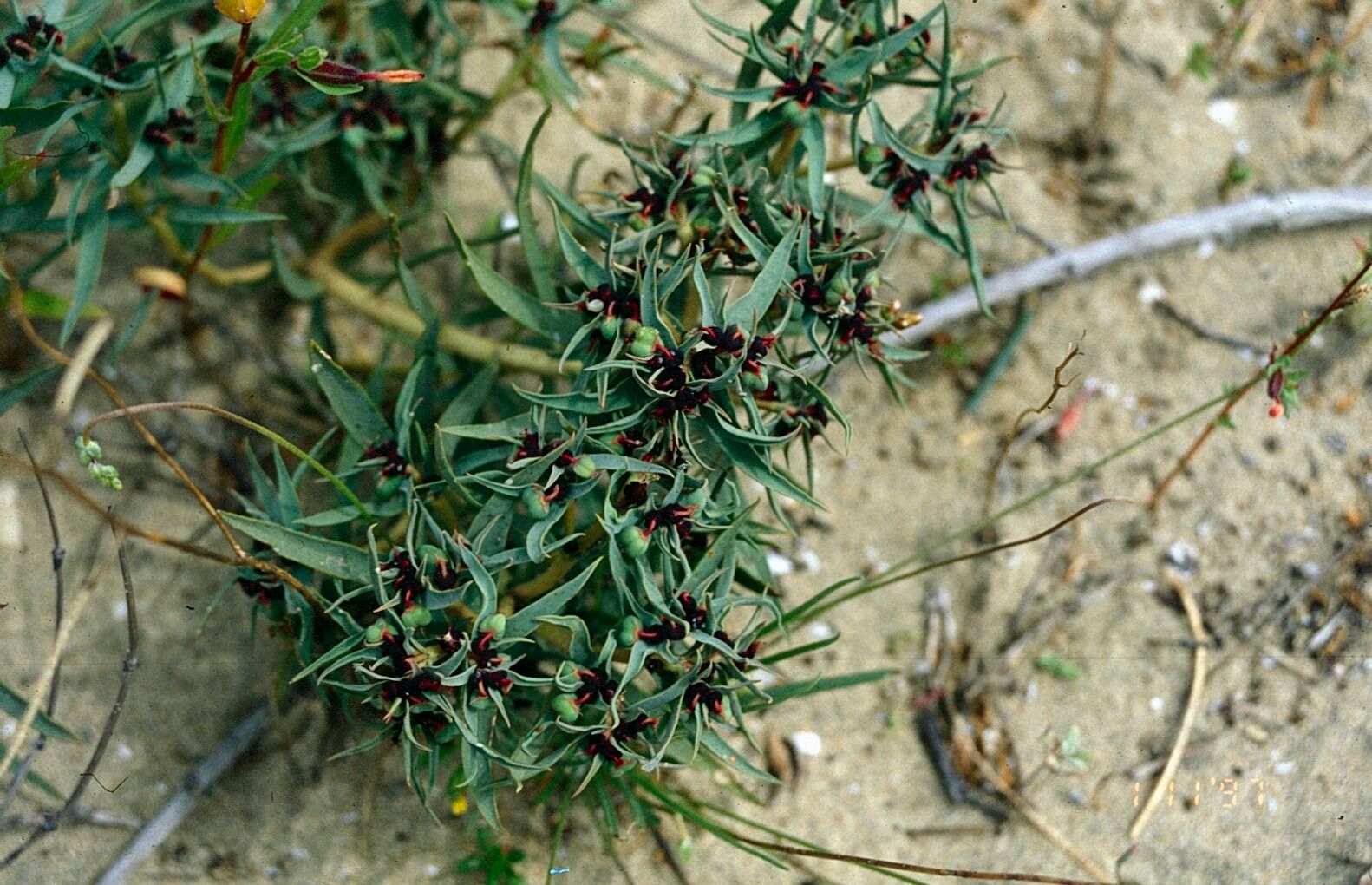 Euphorbia thinophila — houseplant care guide