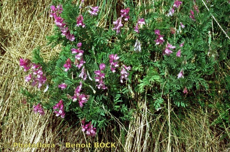 Vicia cusnae habit