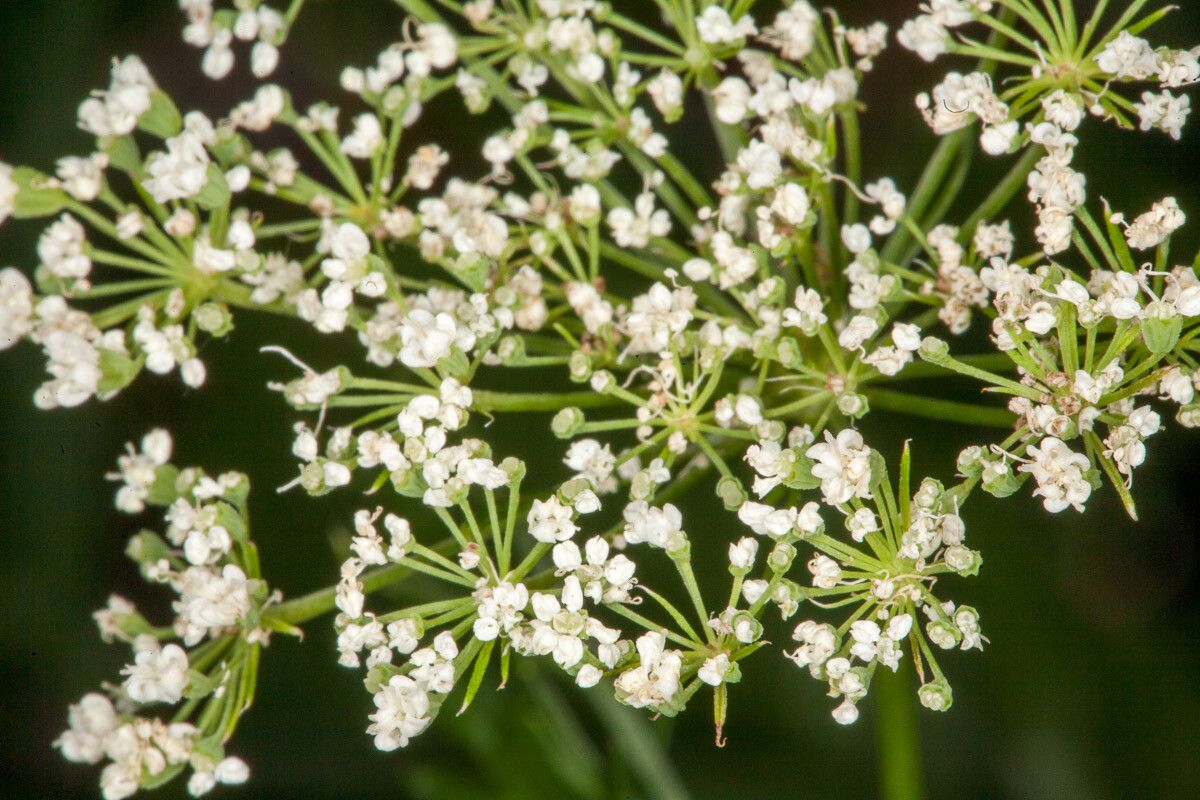 Cnidium silaifolium flower