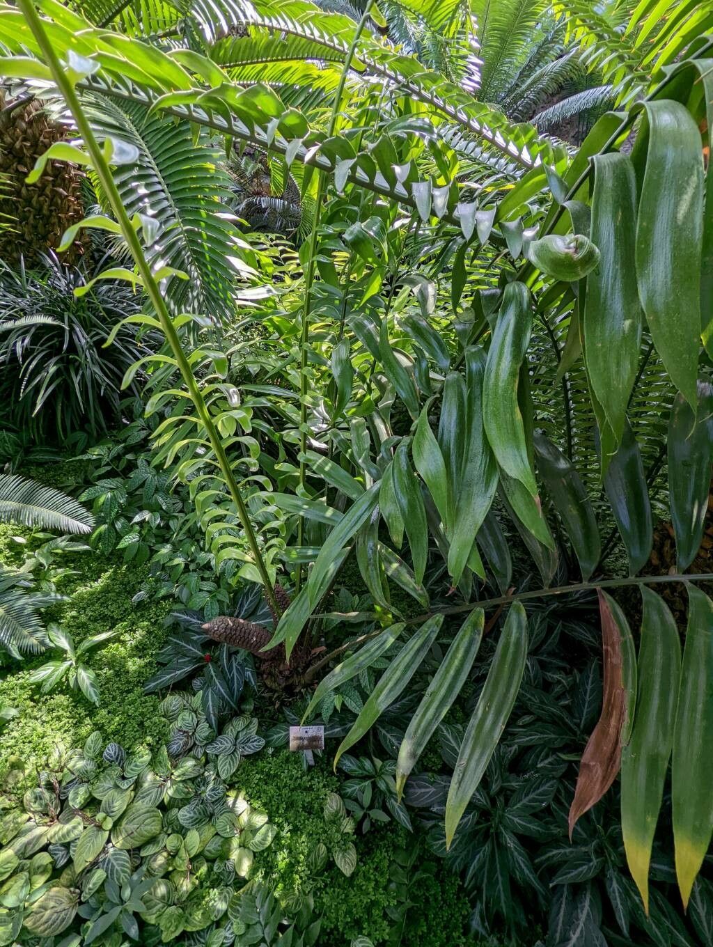 Zamia monticola habit