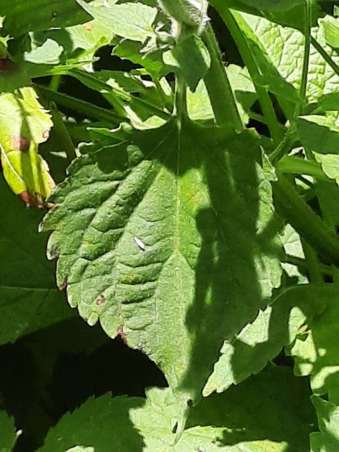 Salvia glutinosa leaf
