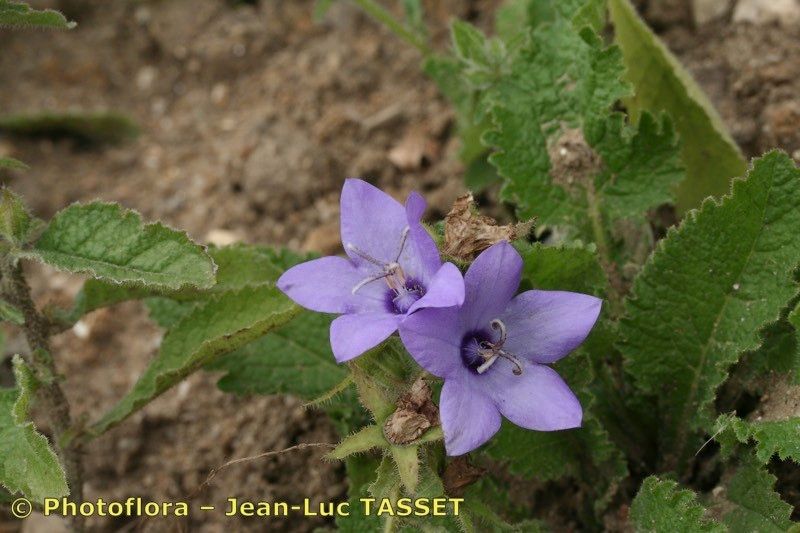 Campanula alata flower