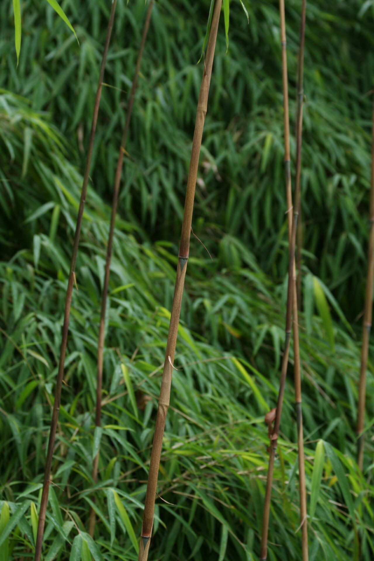 Yushania maling bark