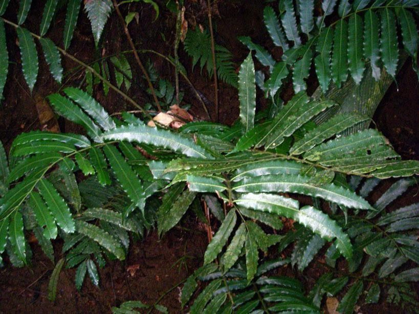 Danaea moritziana — related species from the same genus