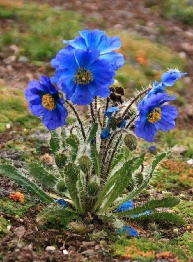 Meconopsis horridula flower