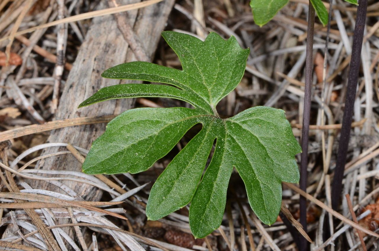 Viola lobata leaf