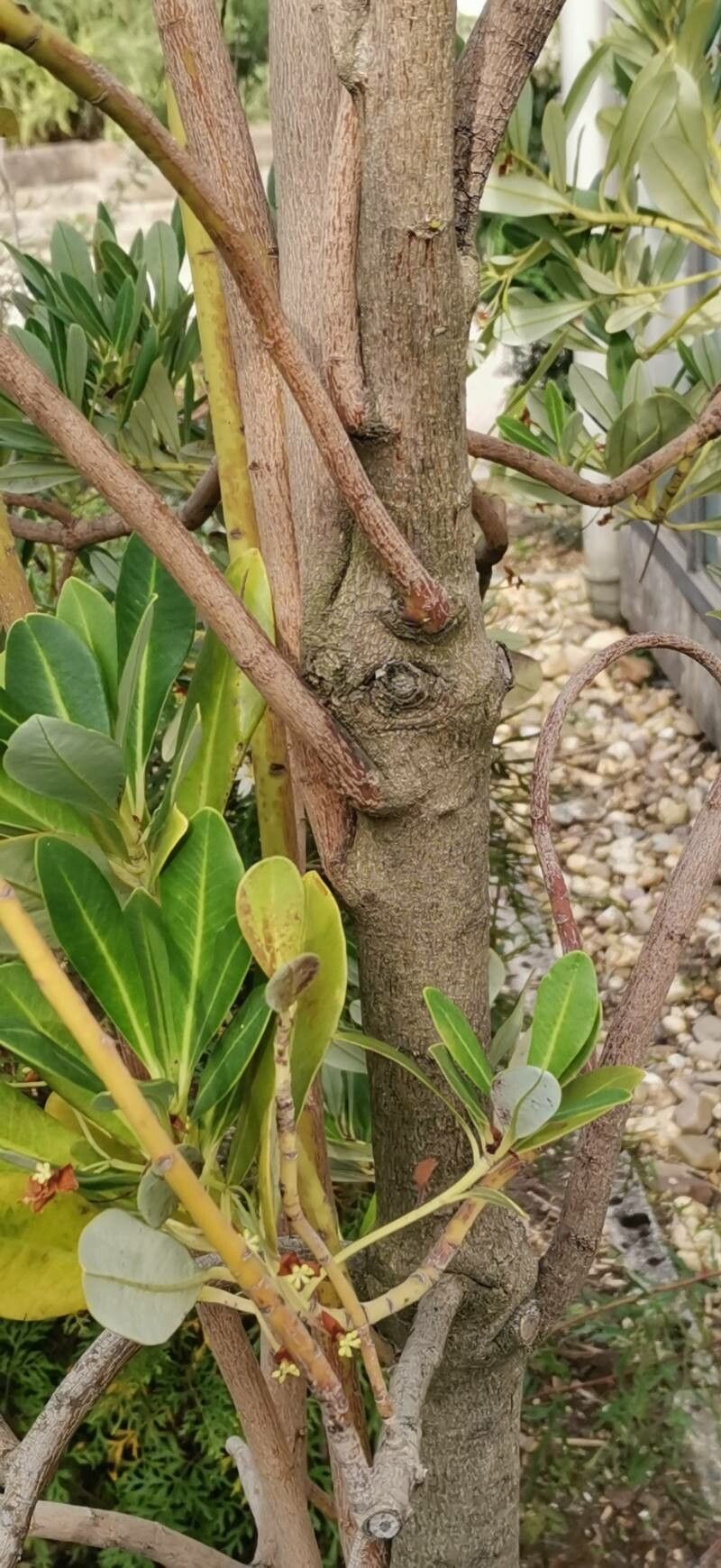 Drimys brasiliensis bark