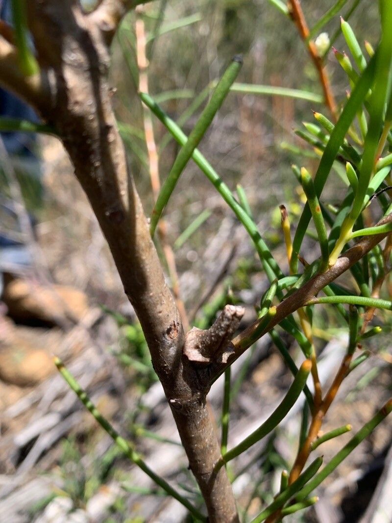 Hakea teretifolia bark