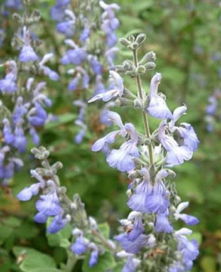 Salvia melissodora — search result for 'and Chihuahua'