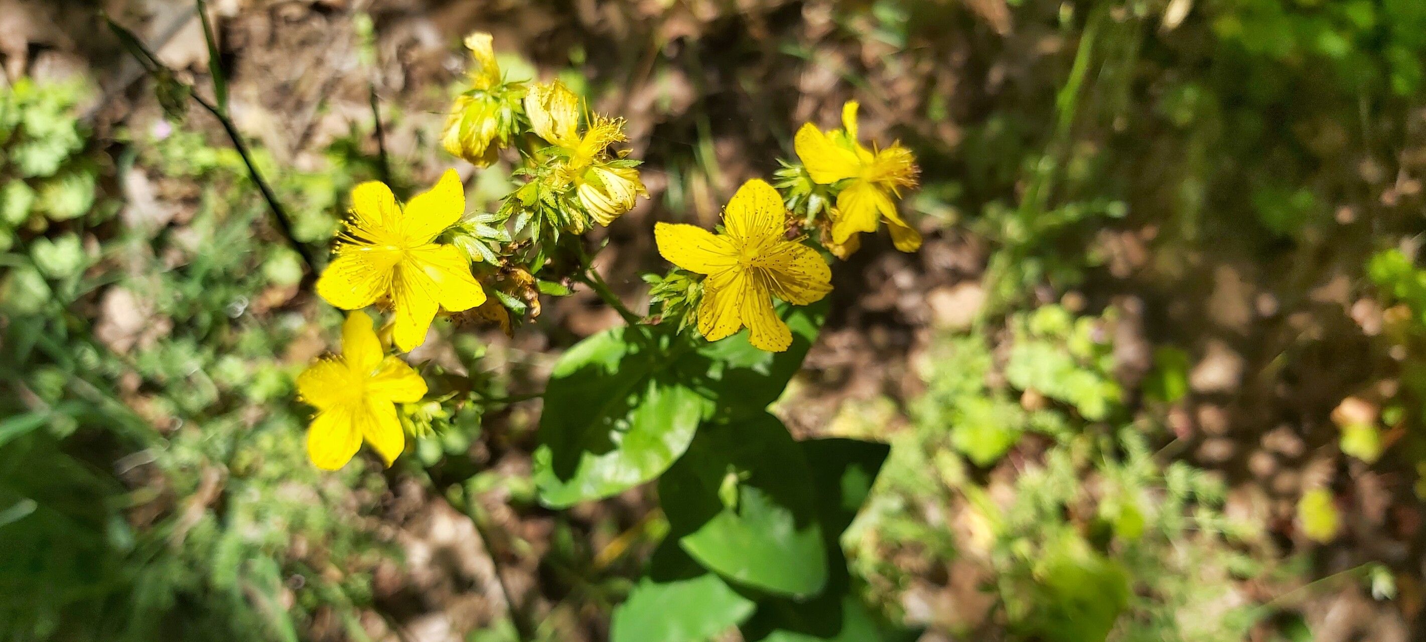 Hypericum montbretii flower