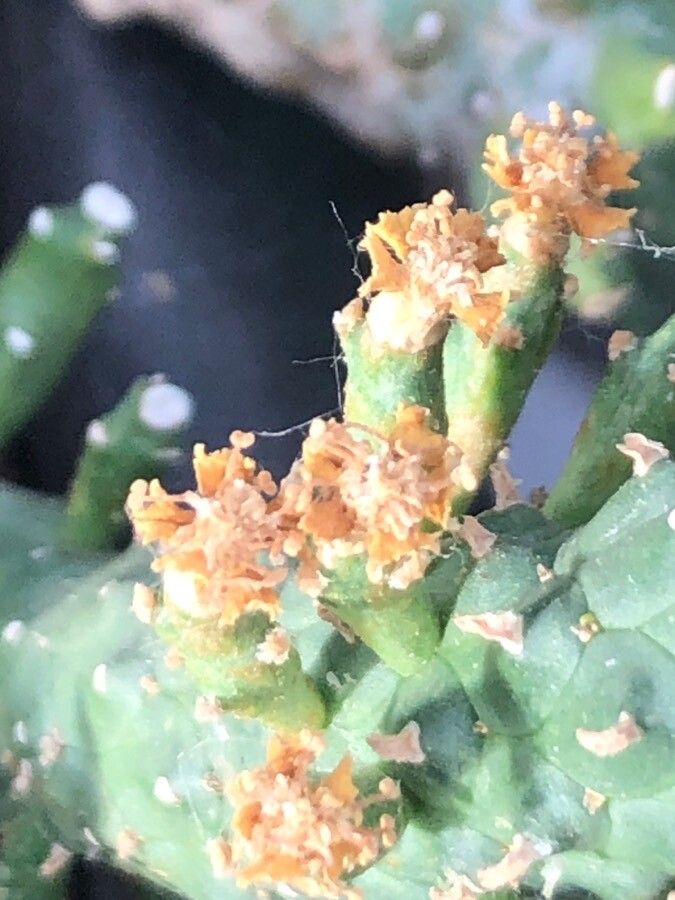 Euphorbia inermis flower