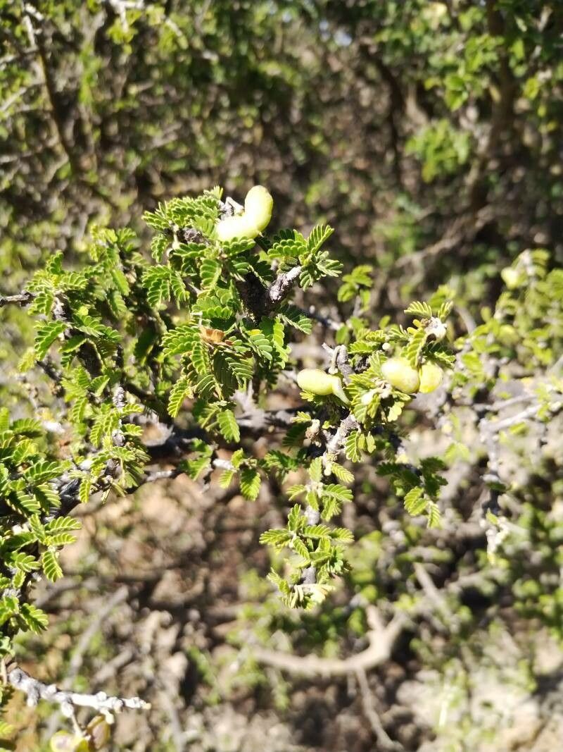Porlieria chilensis fruit